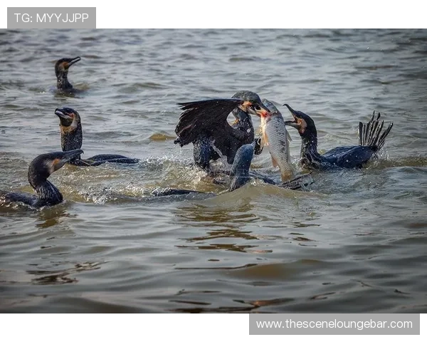 playace捕鱼高分技巧分享，教你如何在激烈的捕鱼中获得高额奖励